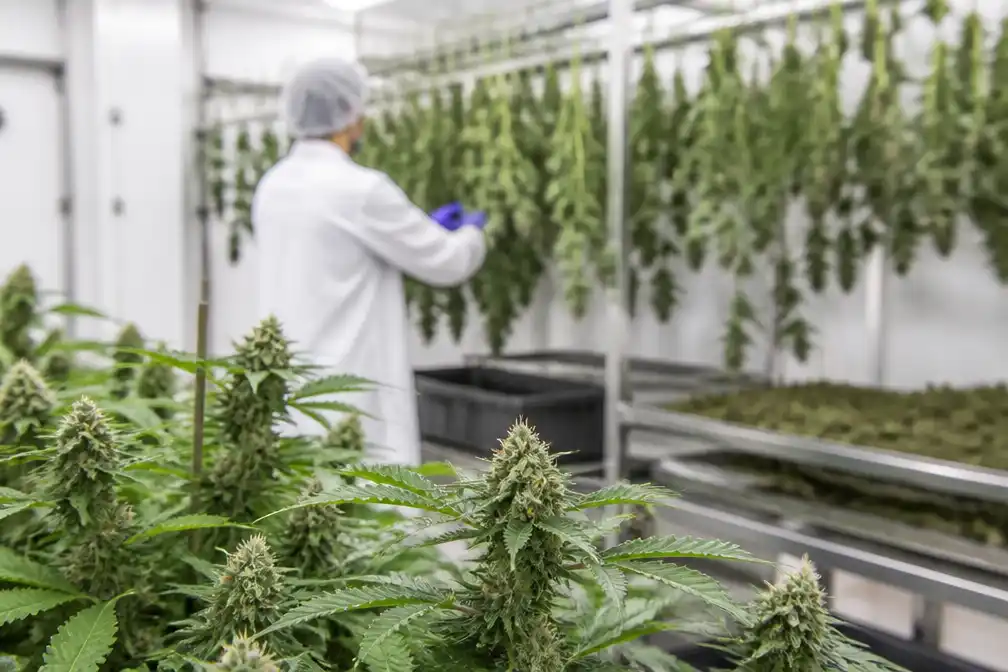 Bedrocan dreigt in problemen te komen nu voorraad medicinale wiet onder druk staat