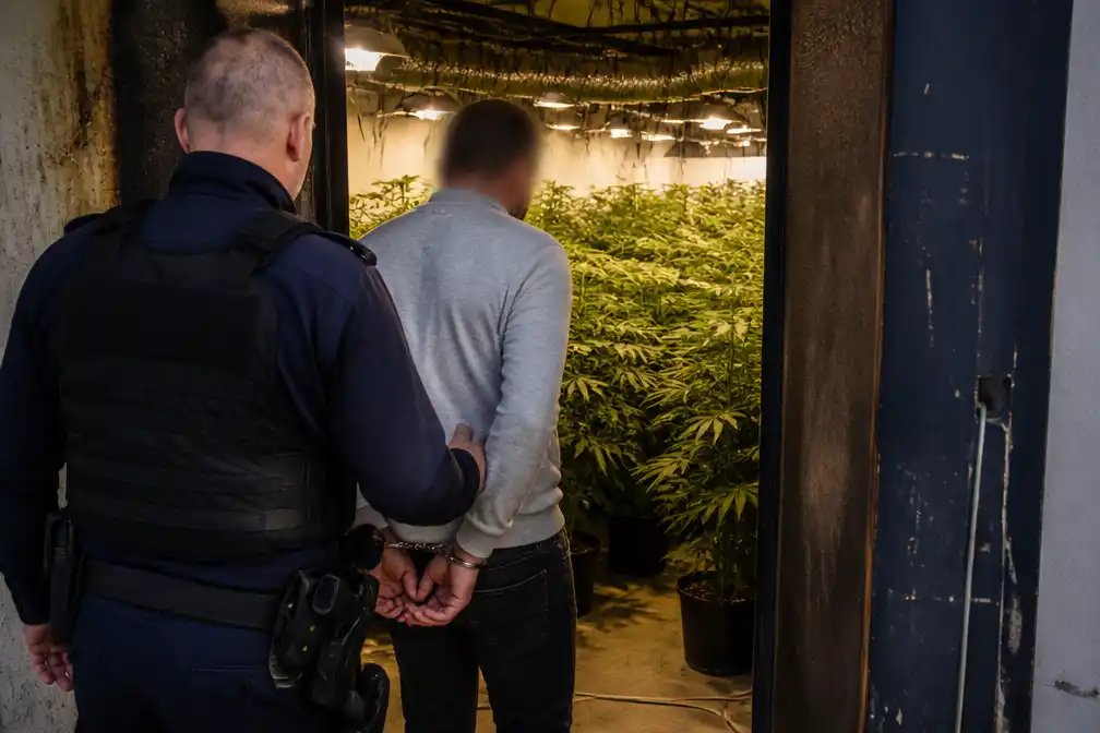 Man (53) uit Hasselt naar de gevangenis na vondst van 1.500 cannabisplanten