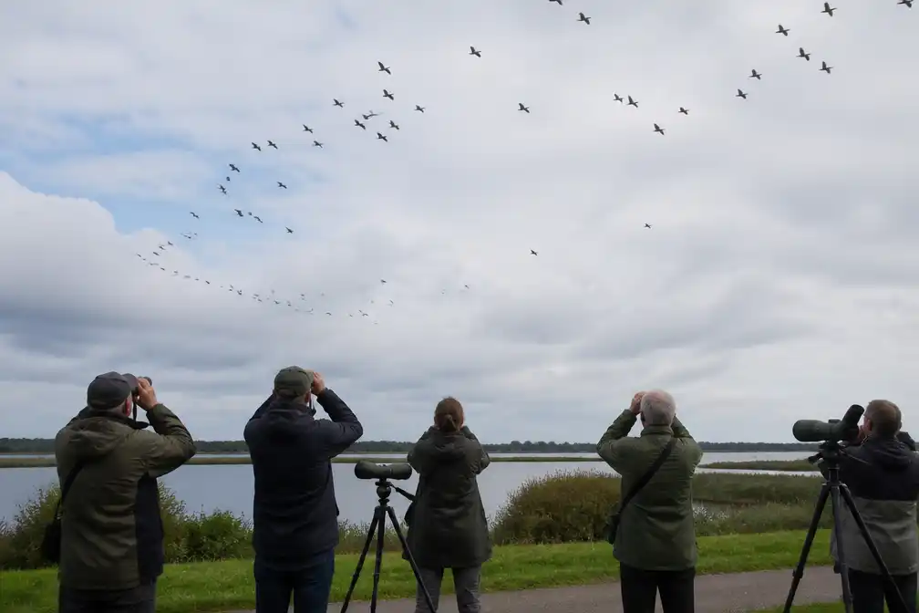 Half miljoen trekvogels geteld in Nederland tijdens Euro Birdwatch