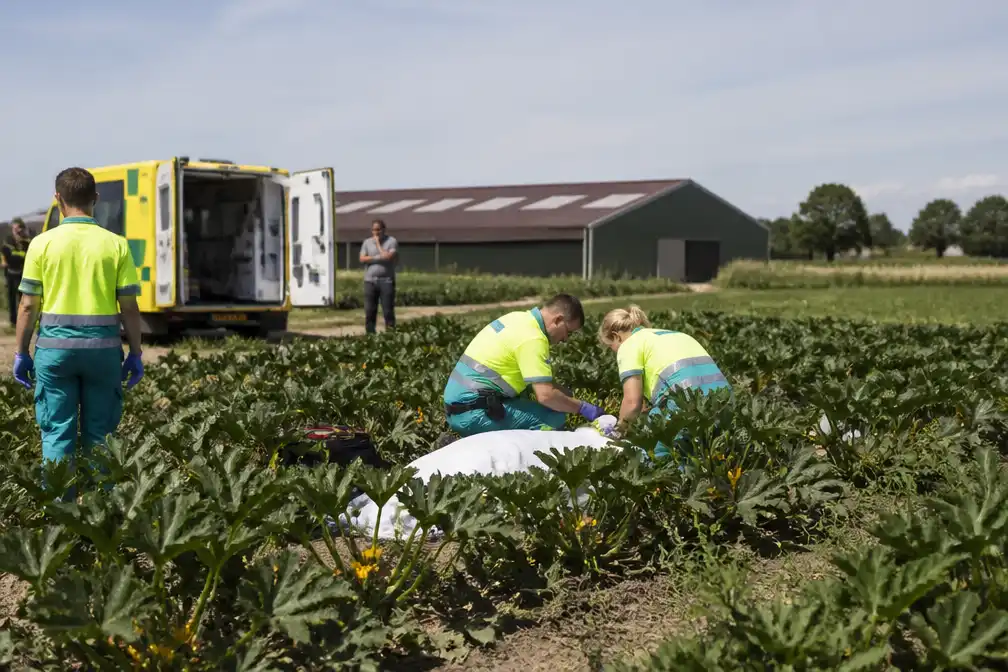 Poolse gastarbeider (50) overleden op courgettenveld in Zonnebeke, mogelijk door hitte