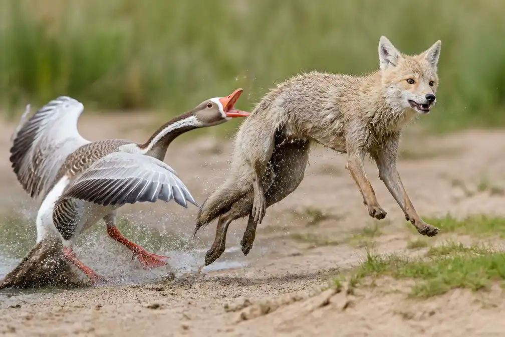 Comedy Wildlife Awards 2026 zet de grappigste dierenfoto's in de spotlight