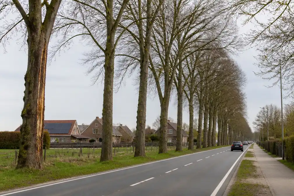 Agentschap Wegen en Verkeer kapt achttien zieke bomen langs N255 in Vollezele