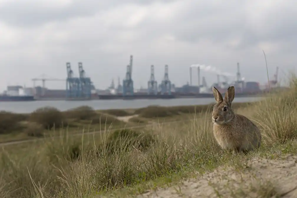 Rotterdamse haven verwacht begin 2027 weer natuurvergunningen te verlenen