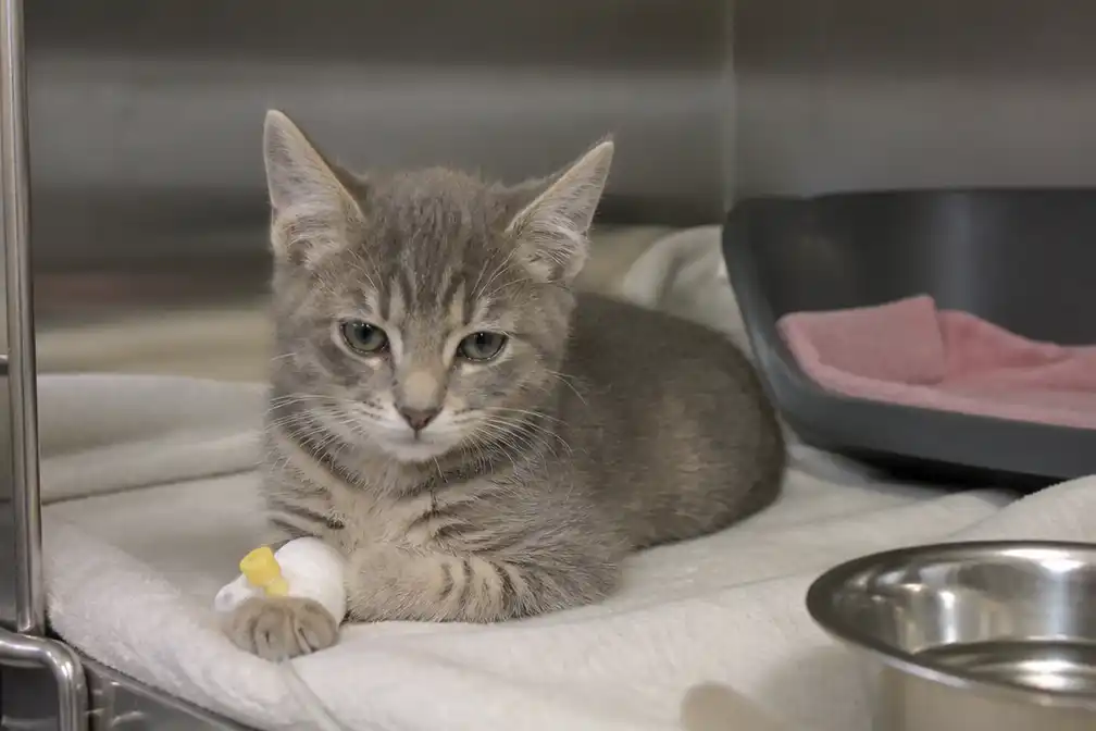 Kitten Sientje vecht voor leven, asiel Zelzate waarschuwt dat het geld opraakt
