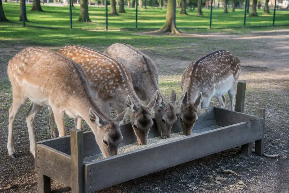 Vijf herten Hertenkamp Maasland overleden na eten ongekookte rijst