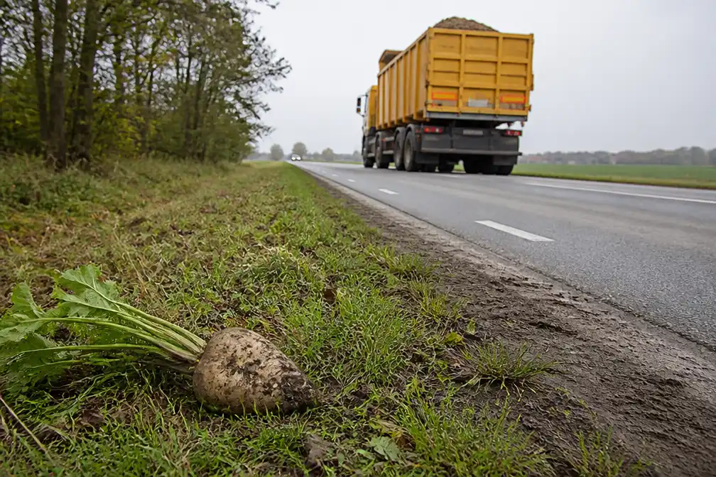 Groningse kunstenaars starten hotline voor van de vrachtwagen gevallen suikerbieten