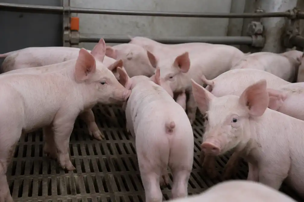 Rechter: Staat moet verbod op couperen van varkensstaarten handhaven