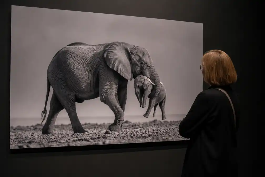 Italiaan Federico Veronesi wint Wildlife Photographer of the Year 2026