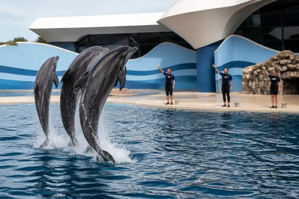 Kabinet werkt aan fokverbod voor dolfijnen, toekomst Dolfinarium onzeker