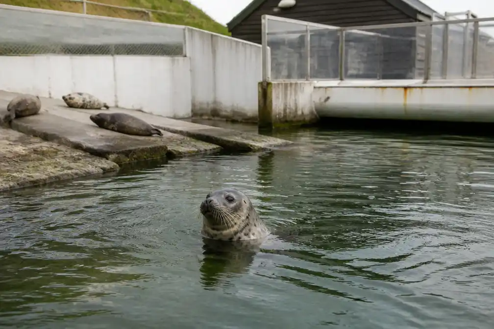 Donaties stromen binnen voor zeehondenopvang Lauwersoog, nut ervan ter discussie