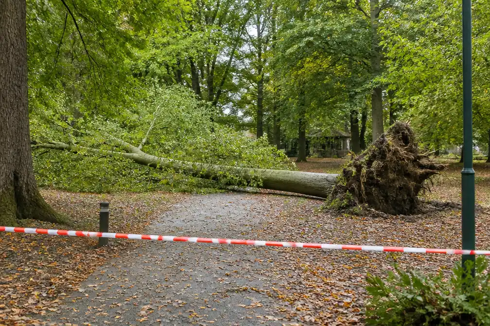 Vrouw (61) buiten levensgevaar nadat boom op haar valt in park Bilzen