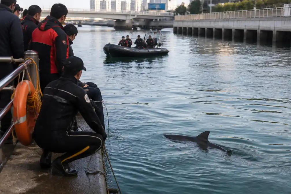 Haai Bukangi terug in kanaal van Busan, reddingswerkers wagen nieuwe poging