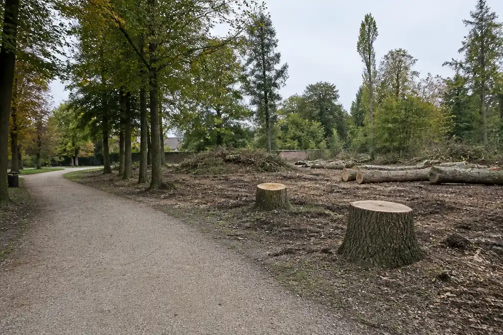 Stadspark Haffmans in Bilzen heropent op 26 oktober na kap van 17 zieke bomen