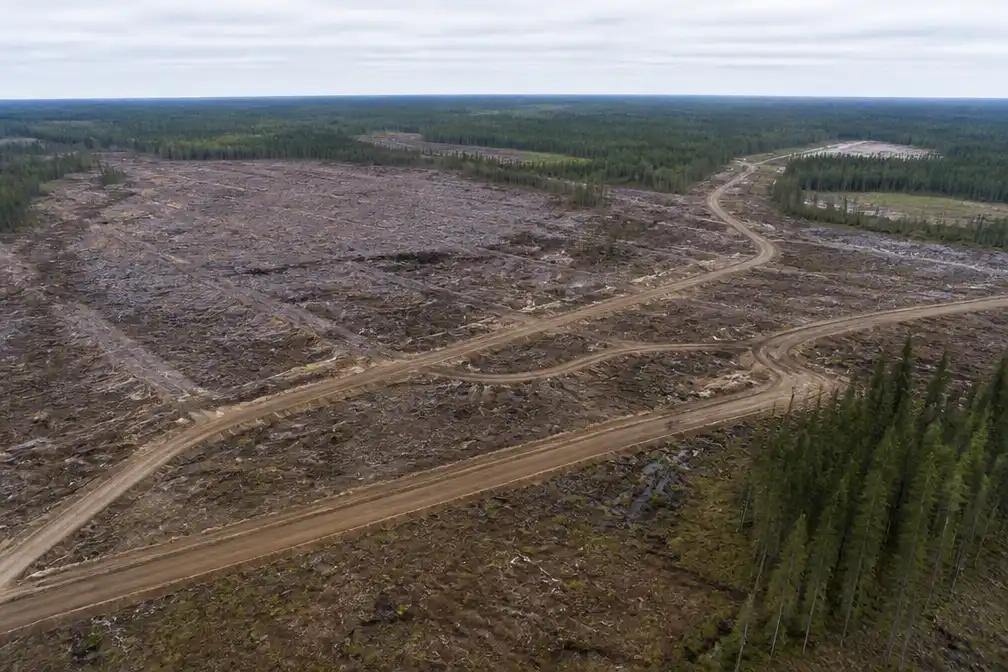 Finland legt bouw van twee Google-datacentra stil na illegale kap van 530 hectare