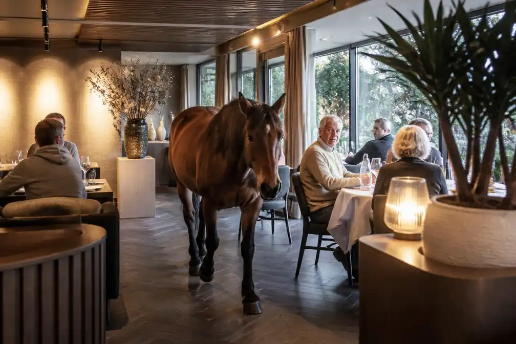 Paard wandelt binnen bij bistro van vijfsterrenhotel in Lanaken tijdens lunch