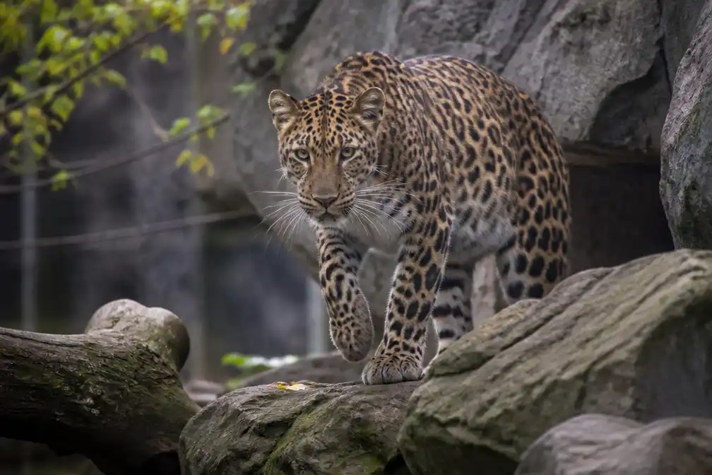 Verzorgster Beekse Bergen zeer ernstig gewond na aanval Perzische panter