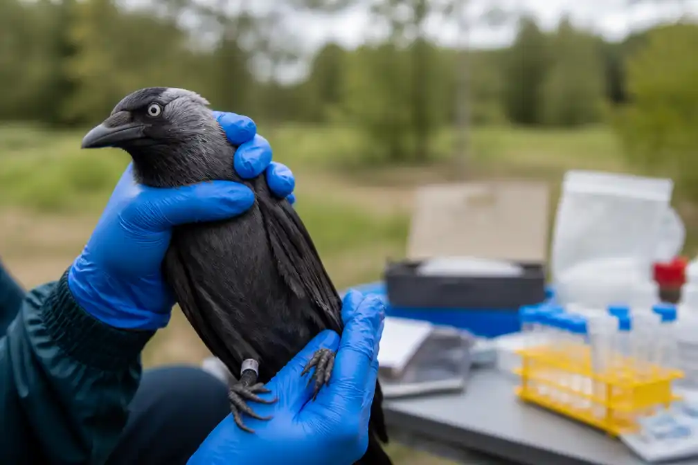 Wetenschappers testen levende vogels op westnijlvirus na eerste doden