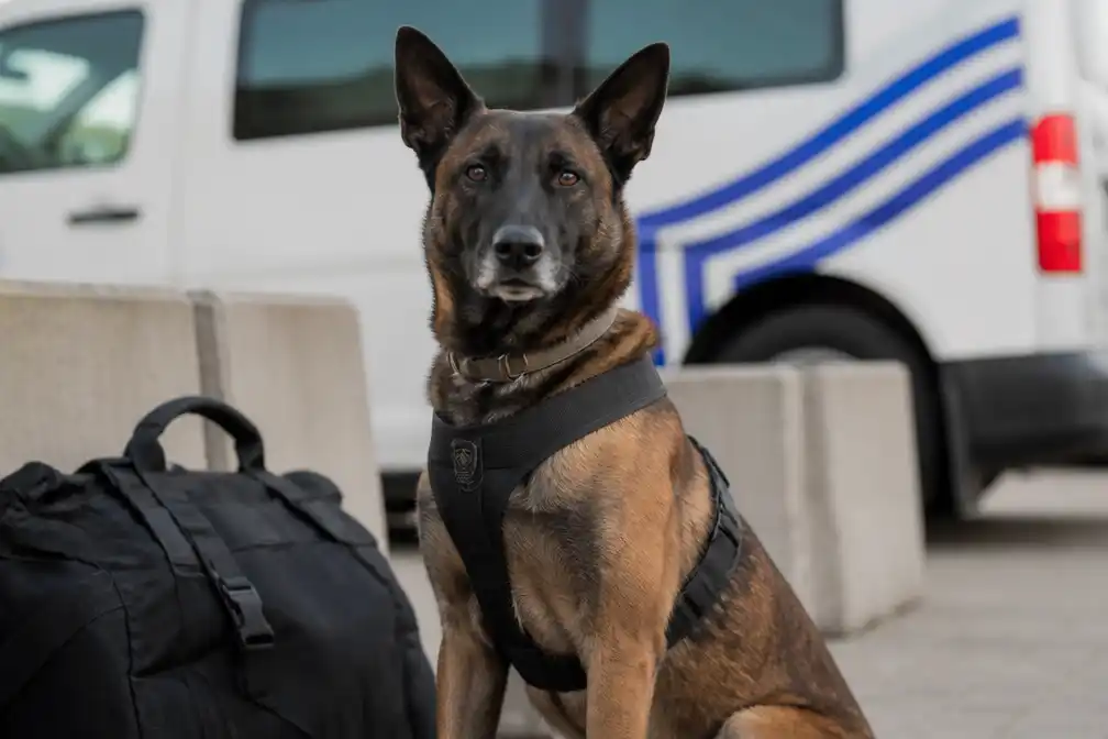 Antwerpse politie neemt afscheid van Billy, eerste dynamische explosievenhond van België