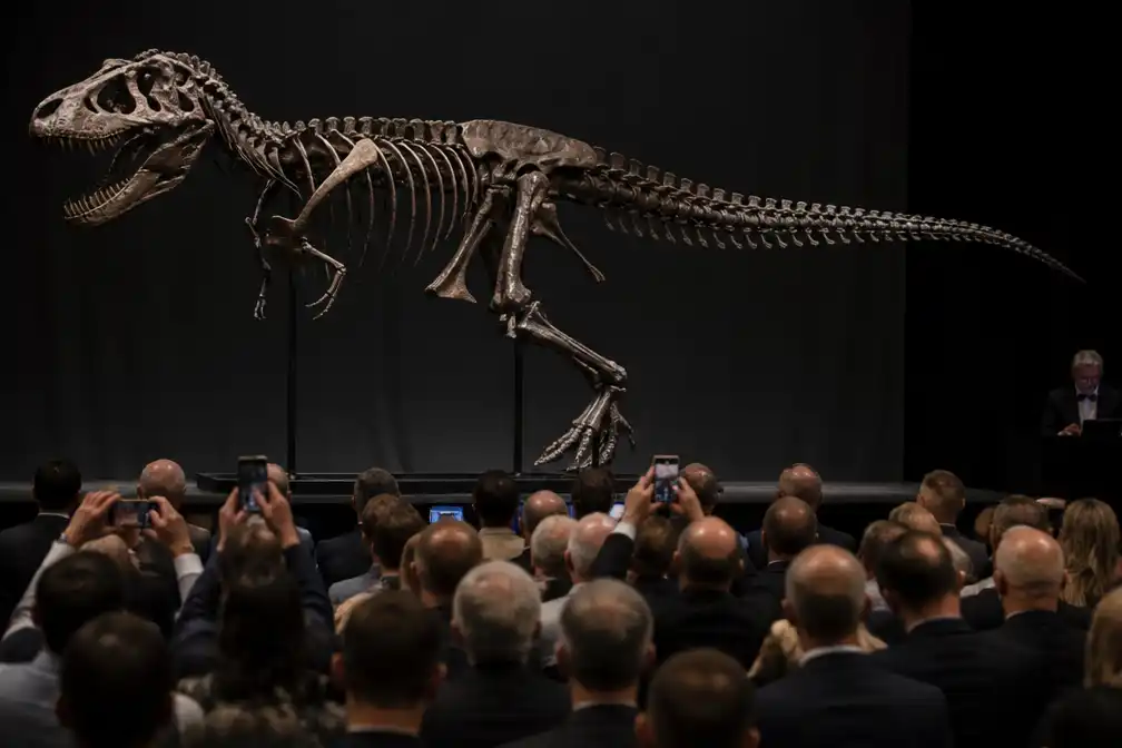 Skelet van nanotyrannus 'Jodi' levert 47,3 miljoen dollar op in New York