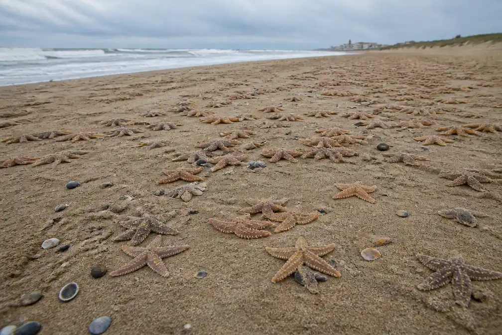 Duizenden zeesterren aangespoeld op strand van Noordwijk na stormachtig weer