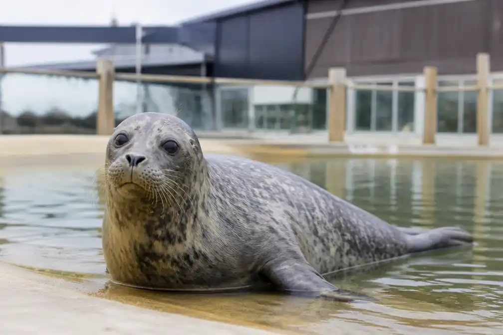 Werelderfgoedcentrum Waddenzee in Lauwersoog voorlopig niet failliet na 'overweldigende steun'