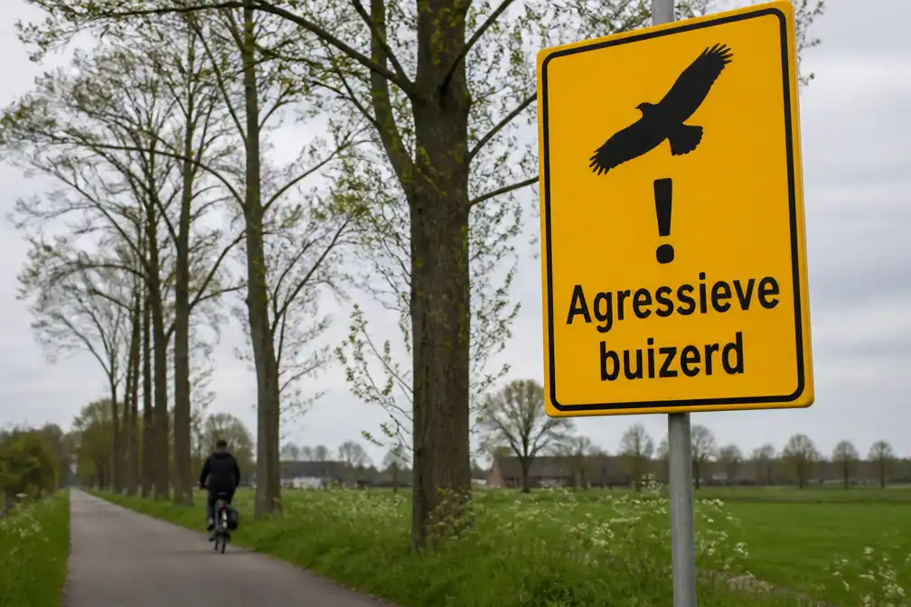 Agressieve buizerd valt wandelaars en fietsers aan in Groningen