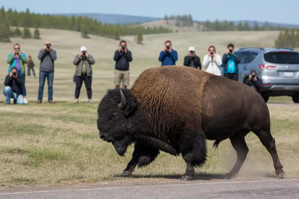 Bizon slingert man meters de lucht in in Yellowstone National Park