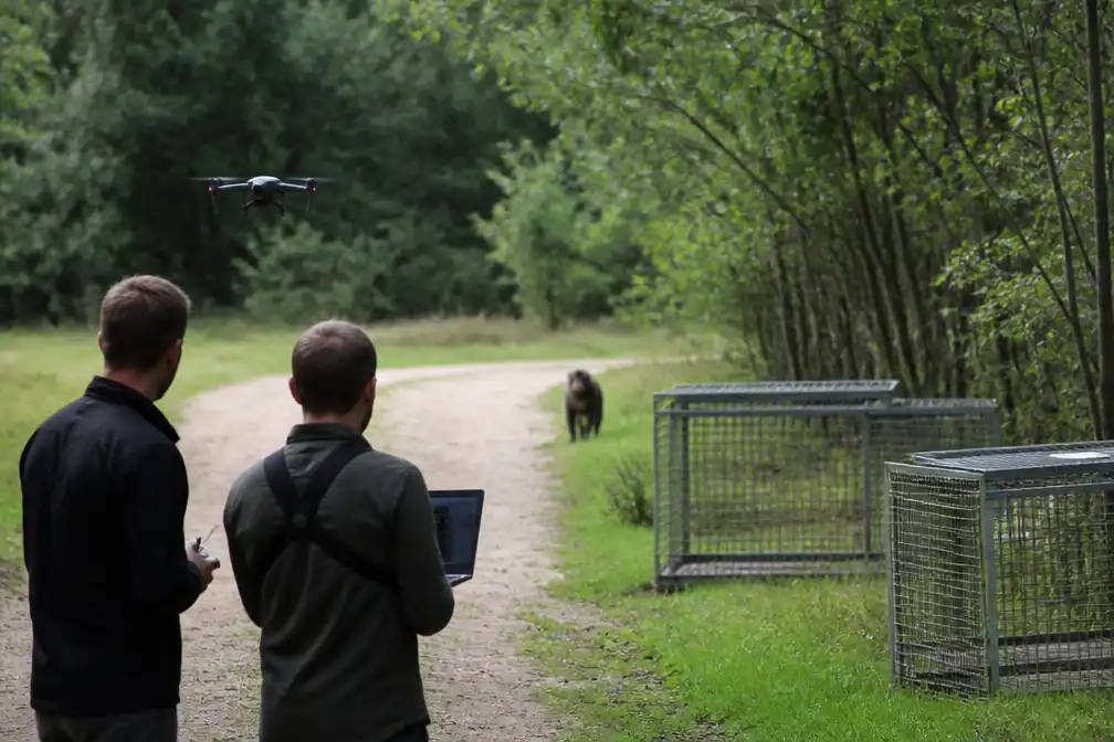 Kuifmangabey ontsnapt uit Beekse Bergen, al bijna maand niet gevangen