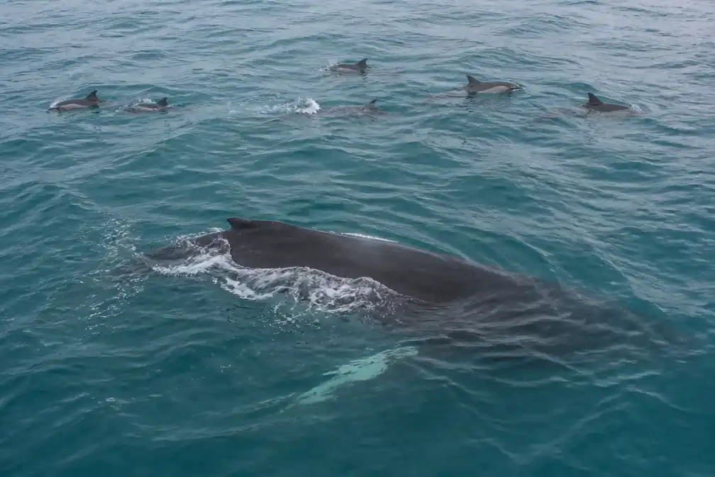Dolfijnen leiden gestrande jonge walvis terug naar open zee in West-Australië