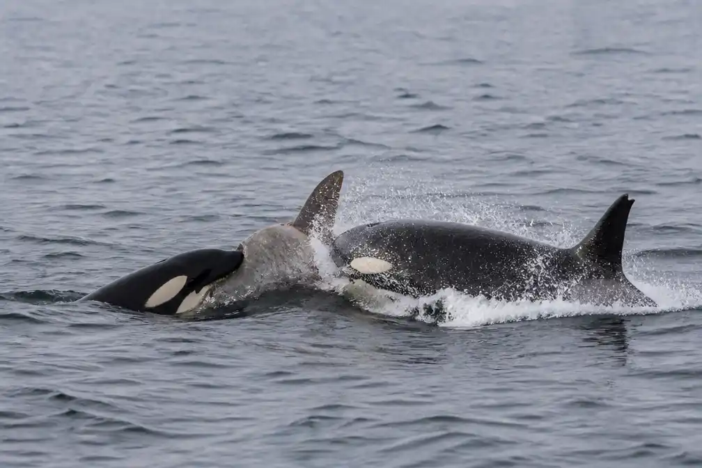 Orka's filmen terwijl ze reuzenmaanvis verbrijzelen met bizarre ramaanval voor Mexico